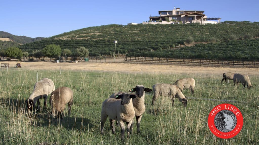 Best PetFriendly Hotels and Experiences in Paso Robles Paso Robles