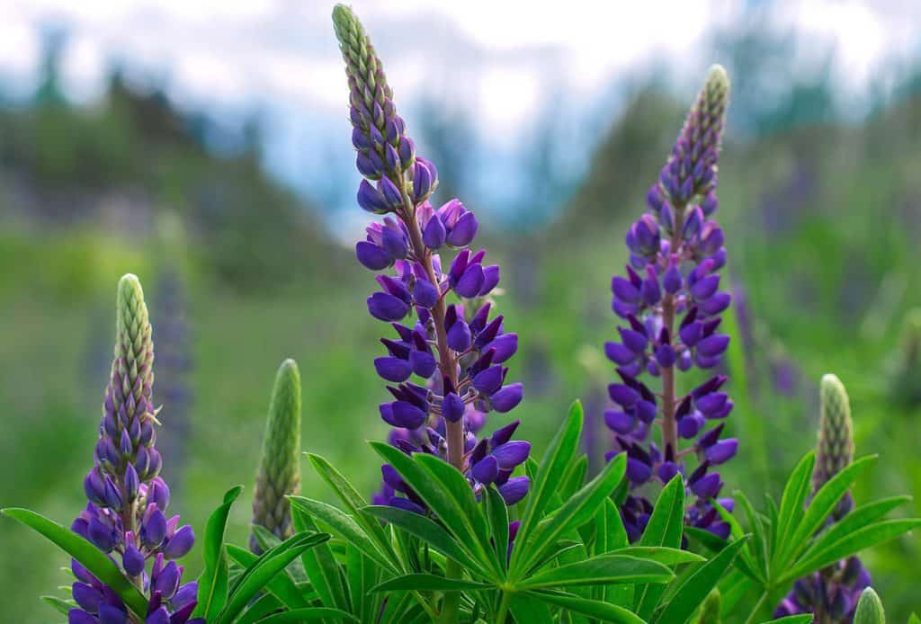 5 Wildflower Wine Excursions Paso Robles Wineries