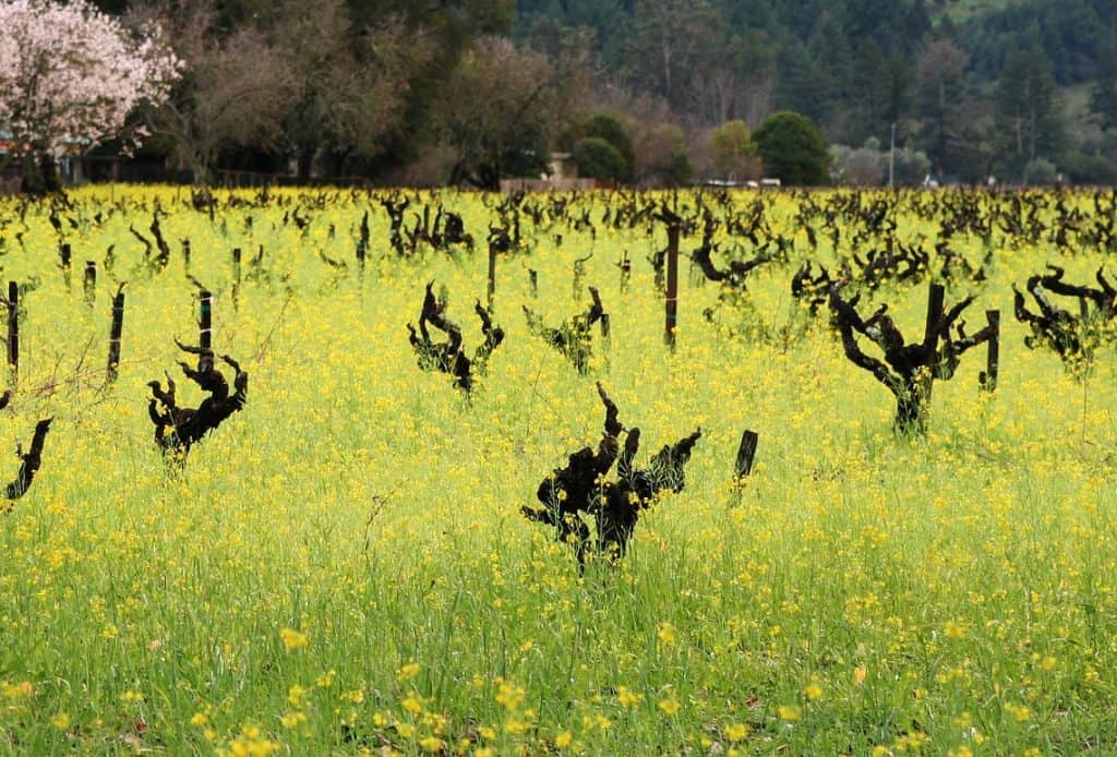 5 Wildflower Wine Excursions Paso Robles Wineries
