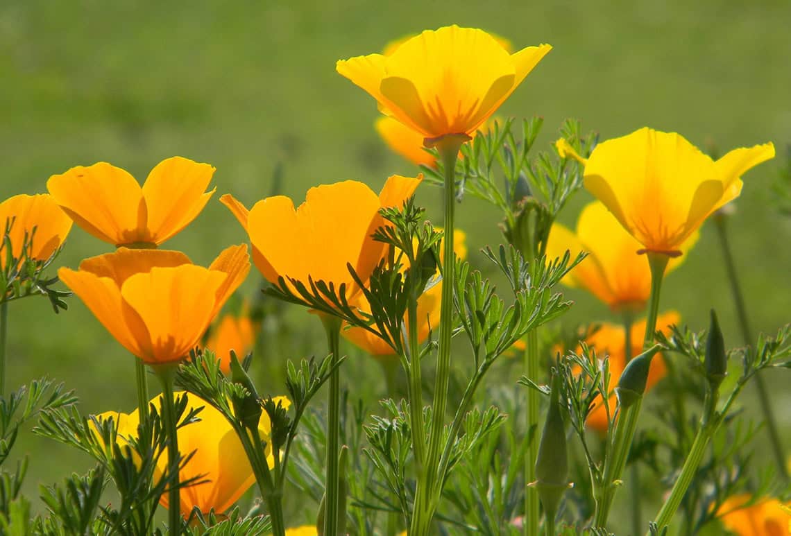 5 Wildflower Wine Excursions Paso Robles Wineries