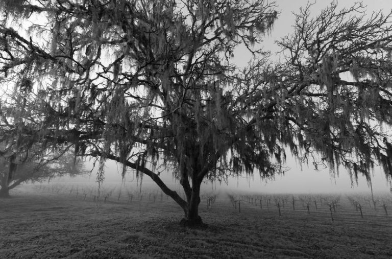 5 Paso Winery Names, Explained Paso Robles Wineries