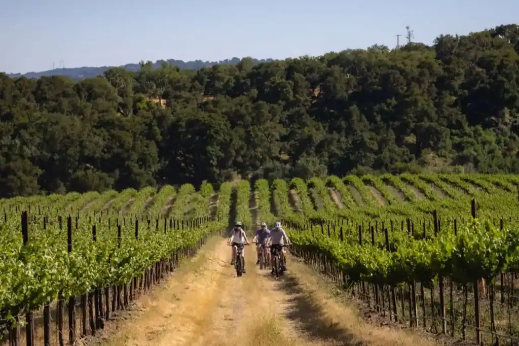 Vinecycle eBike Tours