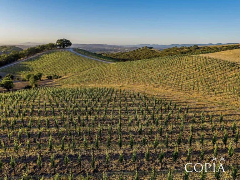 Copia Estate Vineyard