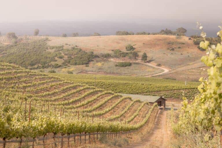Kiler-Canyon-Tin-City_Vineyard