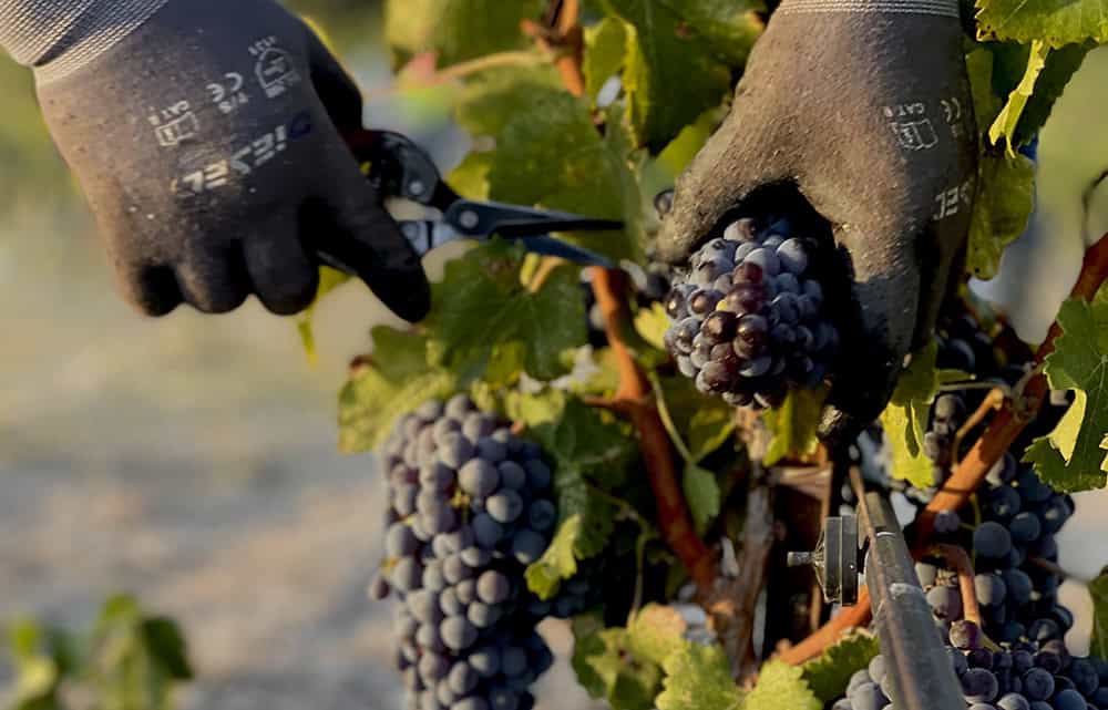 Hands-On Harvest Experience at Pelletiere Estate