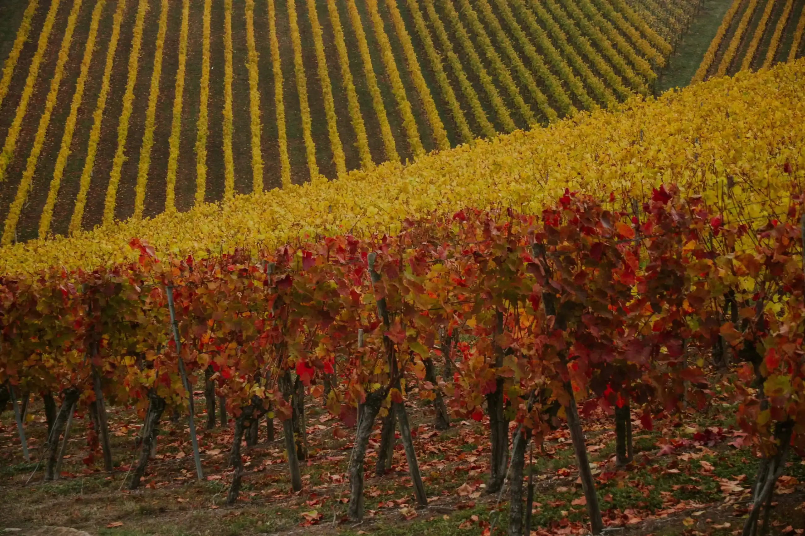 Paso Robles Harvest Season: A Traveler's Guide