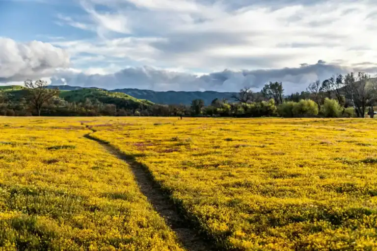 Spring in Paso Robles: Wildflowers, Wine Releases & the Best of Wine Country in Bloom