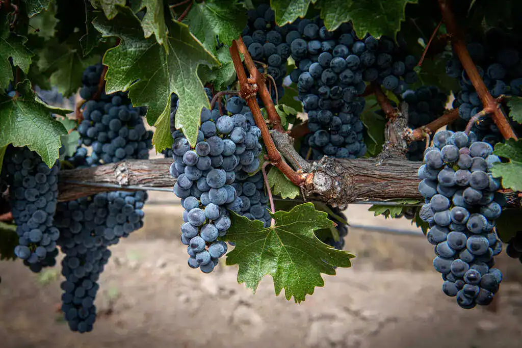 Chateau Margene - Vines