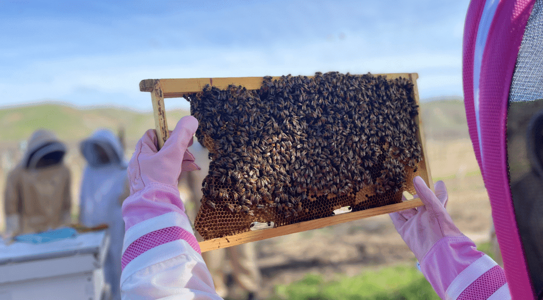 Camp CASS Beekeeping: Local Honey Tasting & Hive T