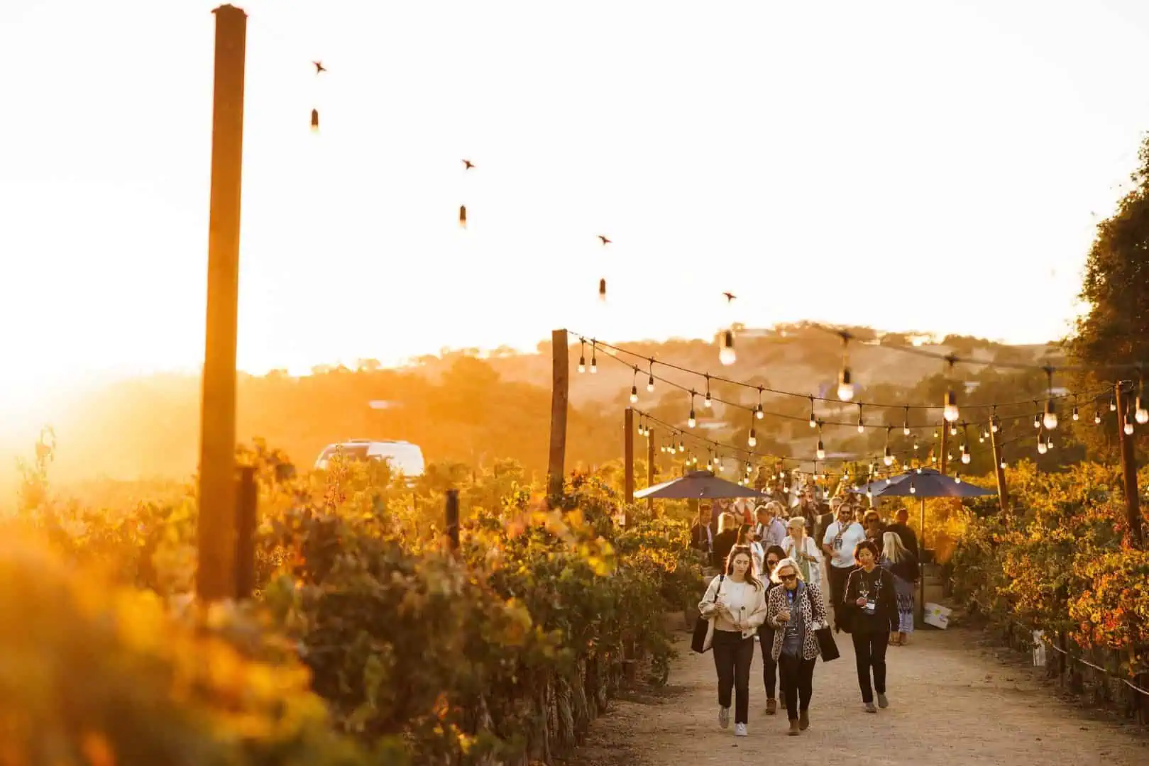 CASS Winery Harvest Dinner