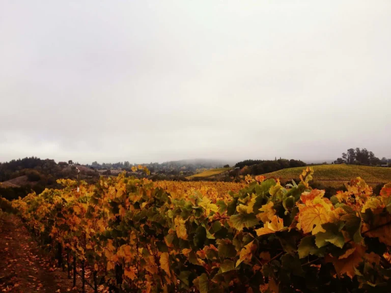 Best Paso wineries to visit in October
