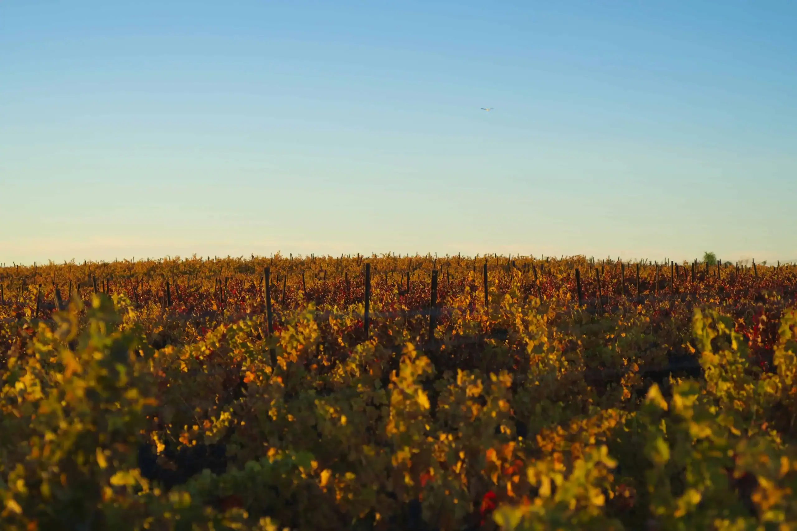 Best Paso wineries to visit in October