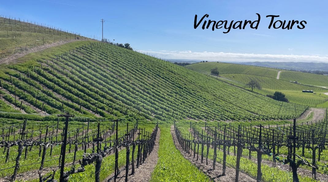 Vineyard Tours